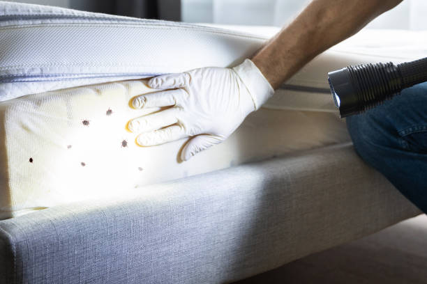 Best Insect Control  in Wake Forest, NC