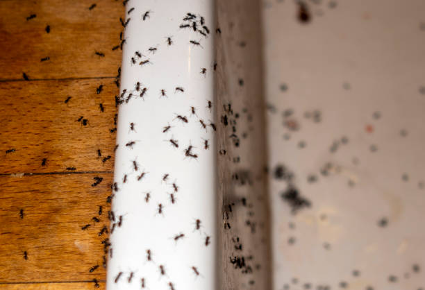 Best Bed Bug Extermination  in Wake Forest, NC