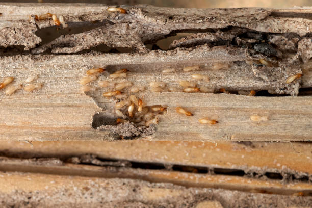 Best Cockroach Control Services  in Wake Forest, NC