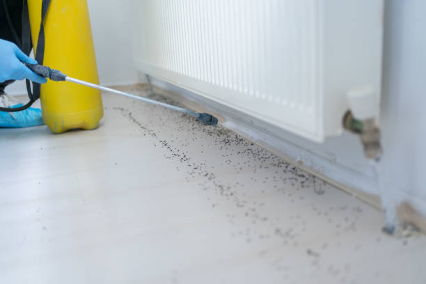 Best Local Pest Control Services  in Wake Forest, NC