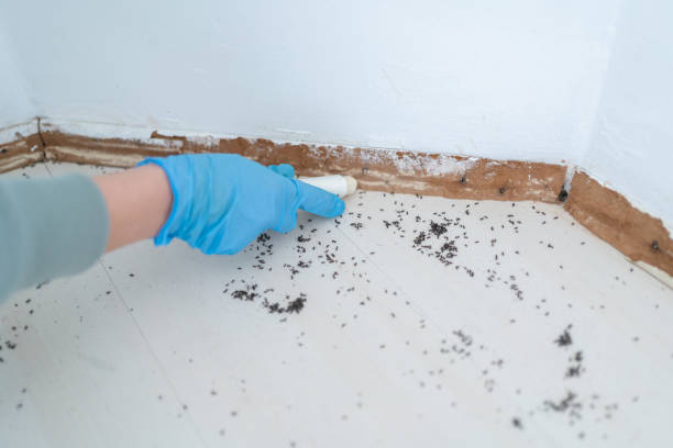 Best Termite Control Services  in Wake Forest, NC